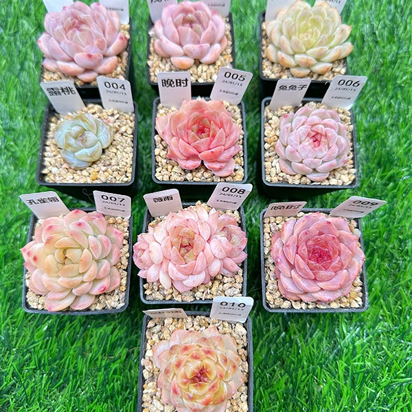 绿植多肉盆栽第一框