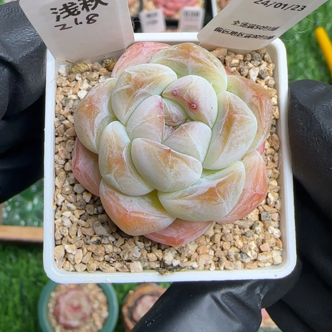 【闪购商品】036浅秋