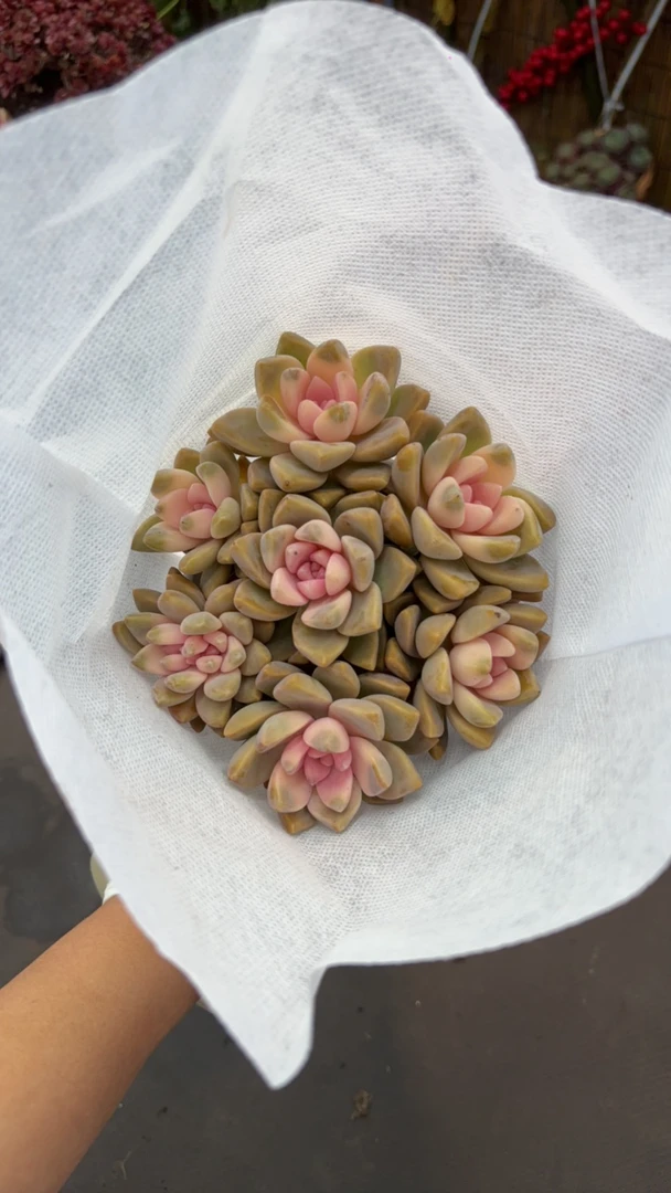 樱花锦散群精品多肉带盆带土
