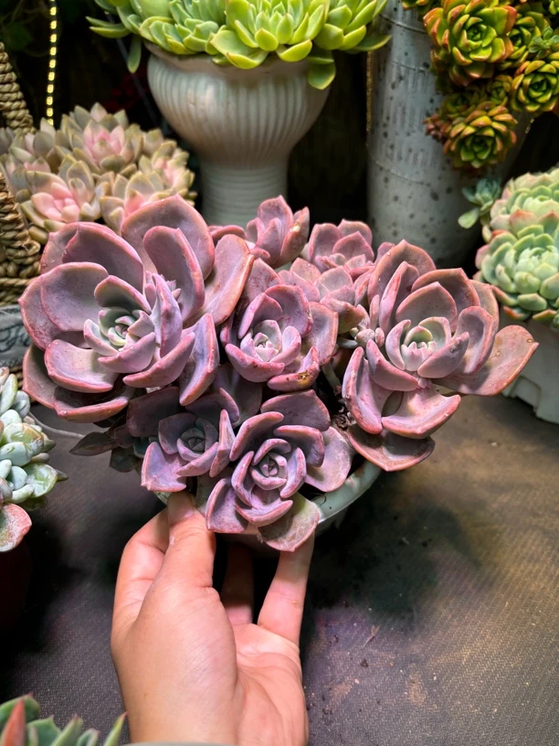 老桩彩虹糖整桩精品多肉满9.9 包邮