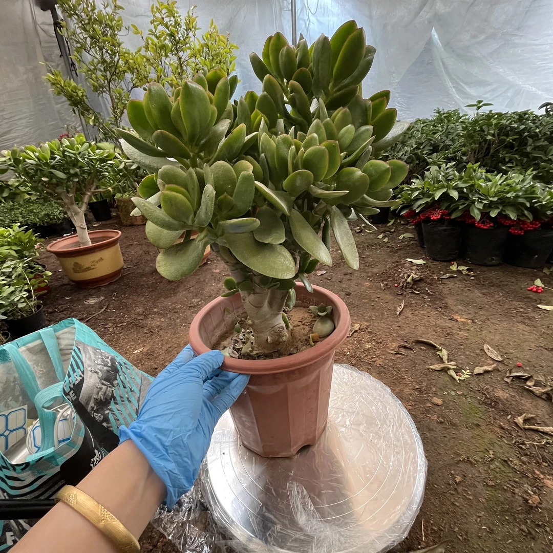 55独杆老桩玉树土球包邮到家