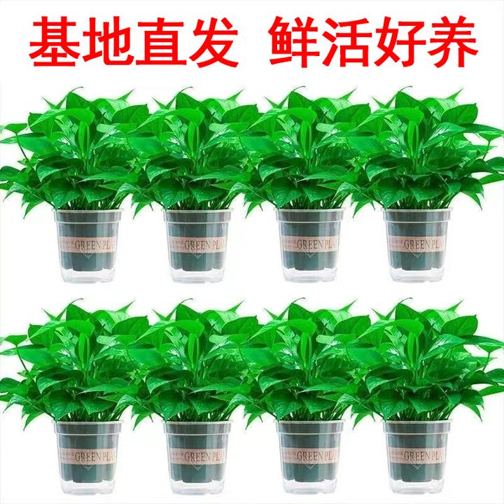 绿萝盆栽室内植物花卉绿植水培长藤垂吊新房家用吸除甲醛大叶绿箩