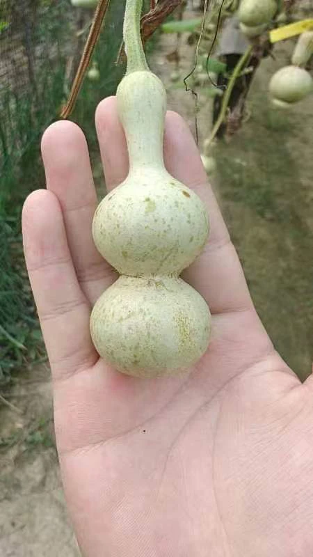 精品葫芦下单专用链