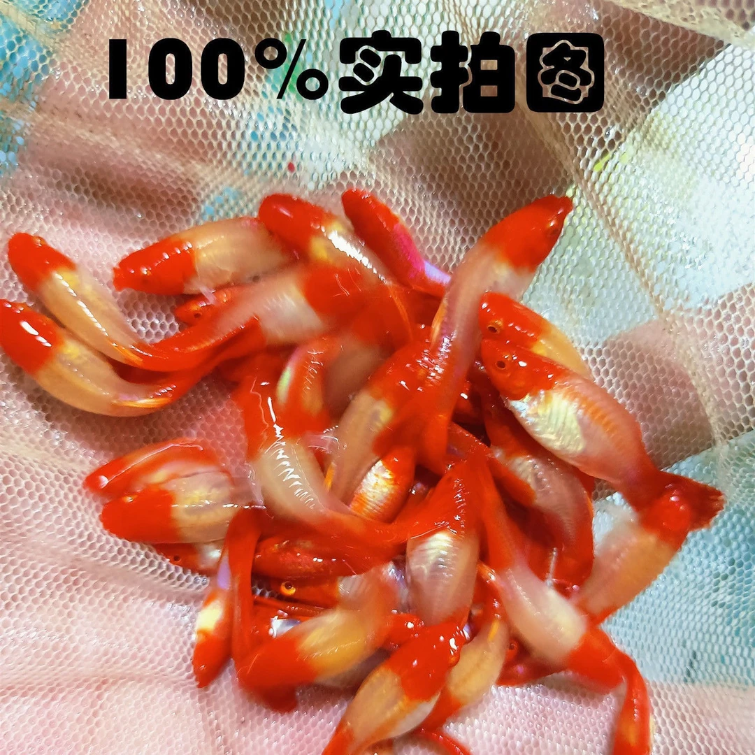 鸿运当头小种鱼成年体公母配对发货活体