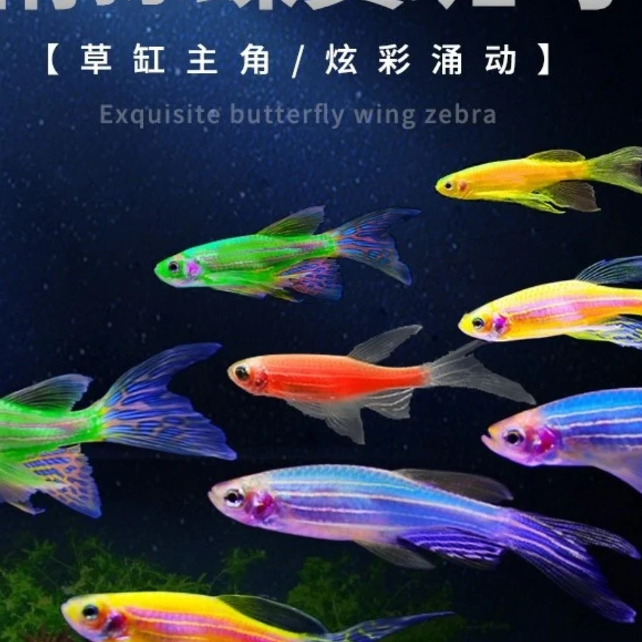 大蝶翼斑马鱼孔雀鱼热带鱼新手小型观赏鱼无需活鱼活体鱼苗发货