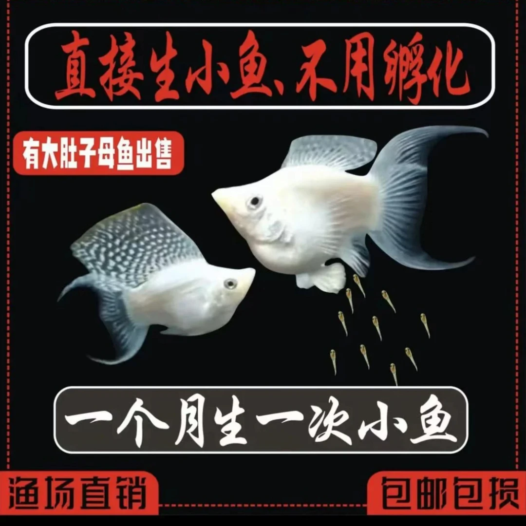 高鳍燕尾玛丽球性情温顺可与孔雀鱼混养活体发货观赏鱼燕尾玛丽