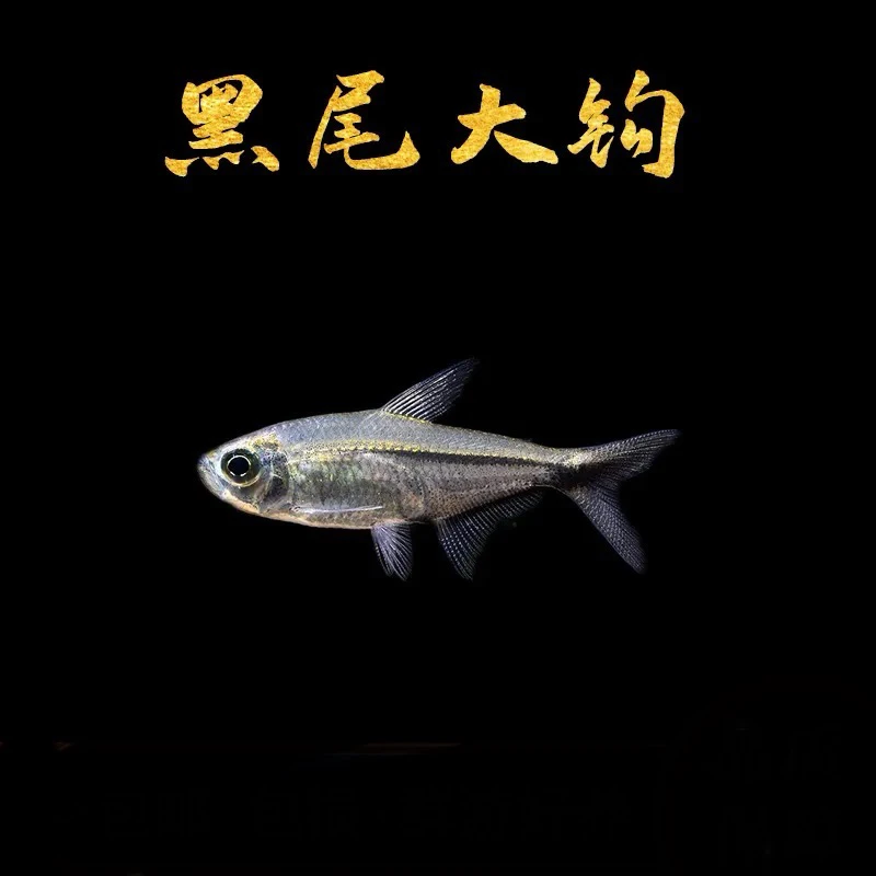 黑尾大勾灯科鱼群游之神新手鱼鱼观赏鱼活体发货包邮混养活鱼金丝