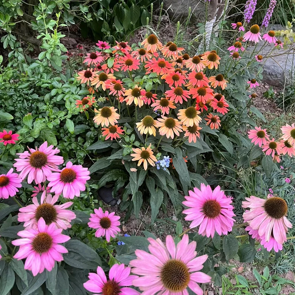 松果菊盆栽多年生宿根花卉阳台庭院耐热耐寒皮实好养花镜植物包邮