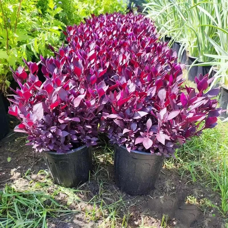 花镜植物紫叶莲子草盆栽阳台庭院绿植多年生宿根花卉耐热耐寒好养