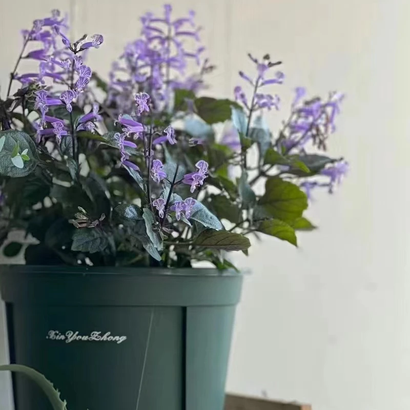 特丽莎香茶菜莫娜吸毒草净化空气庭院阳台半阴花卉花期长皮实好养