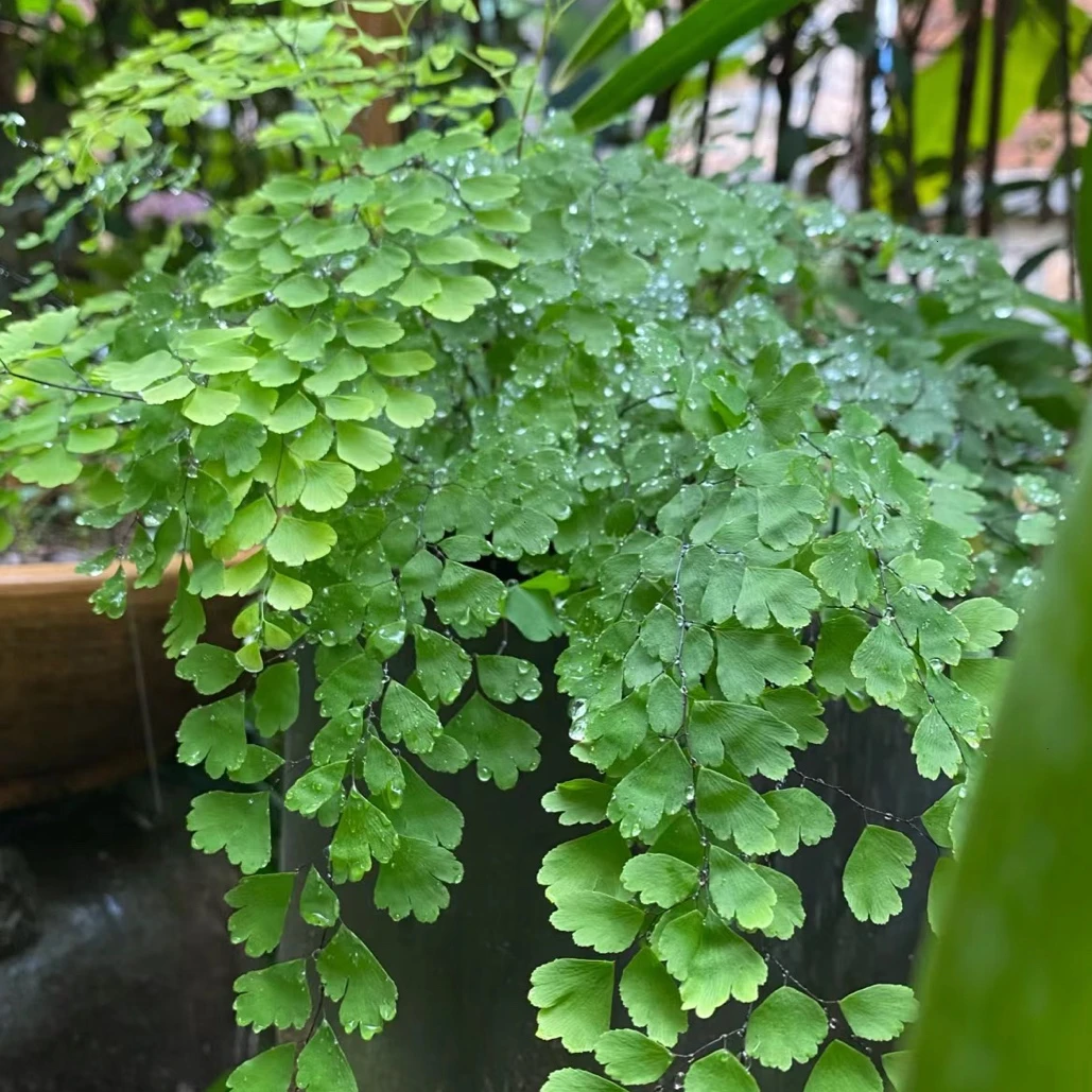 绿植花卉耐阴水培 铁线蕨盆栽铁丝草多年生常绿草本观叶绿植带土