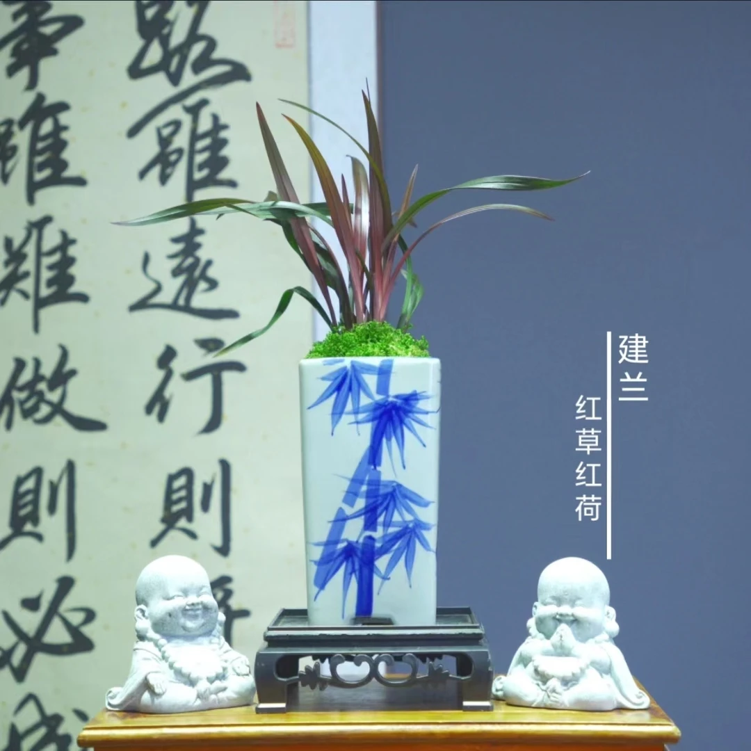 建兰[红草红荷]不带盆好养活浓香型