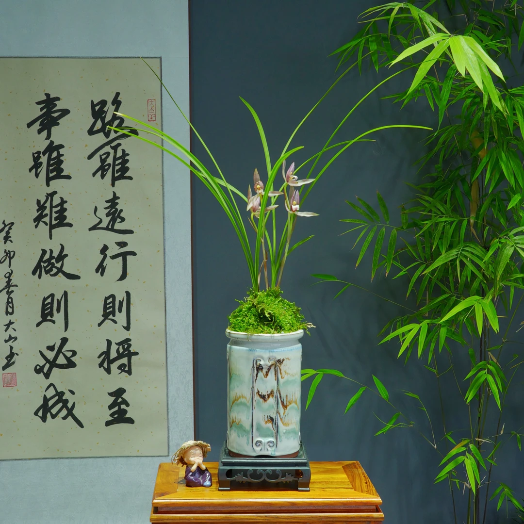 兰花红豆莲瓣兰浓香型带白陶瓷盆种好勤花勤芽好养易活