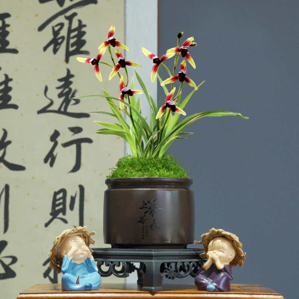 【金边兰花苗】金尊红颜建兰铭品矮种兰花艺草精品兰花名贵兰草带盆