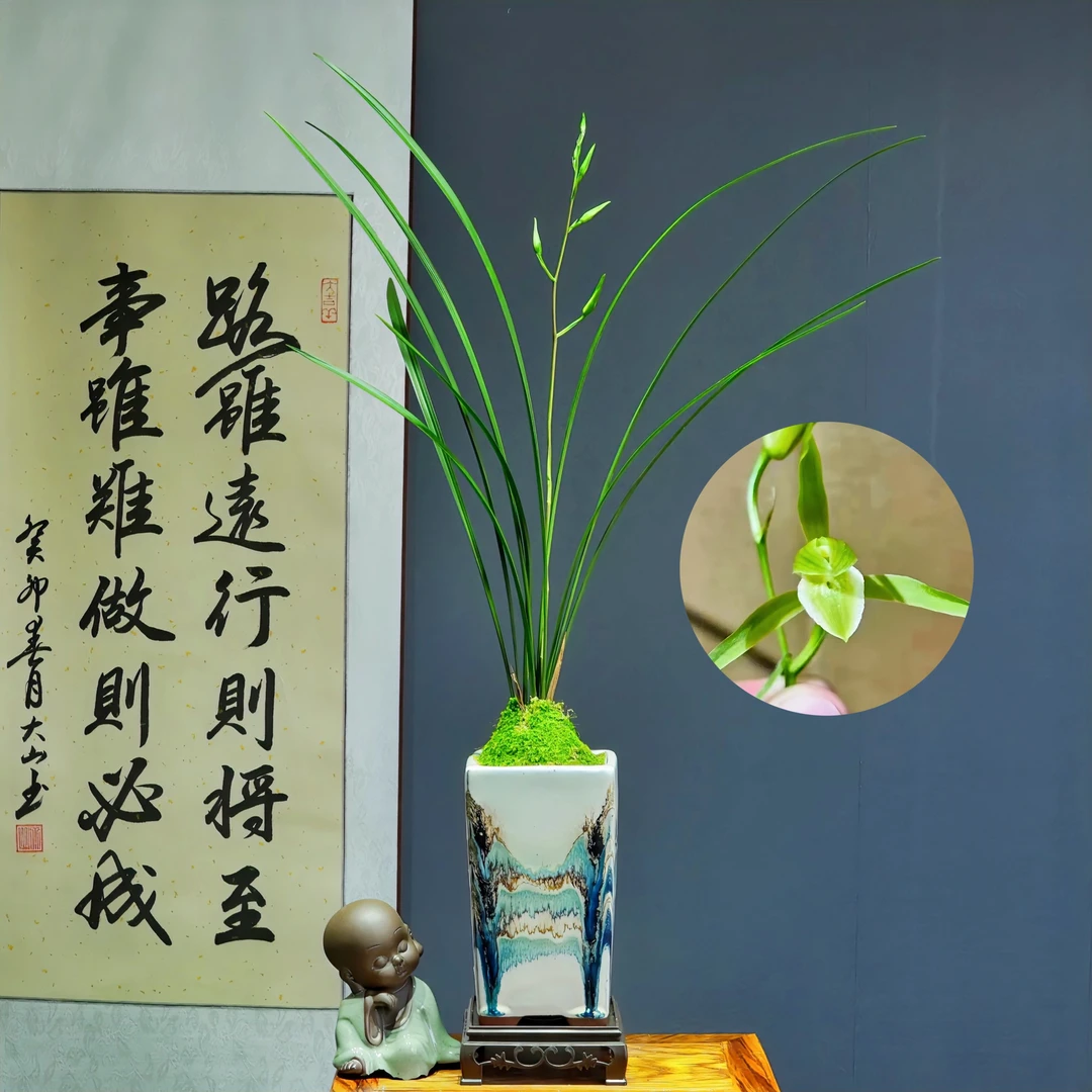兰花寒兰[寒素]带花苞浓香型带陶瓷盆种好勤花勤芽好养易活