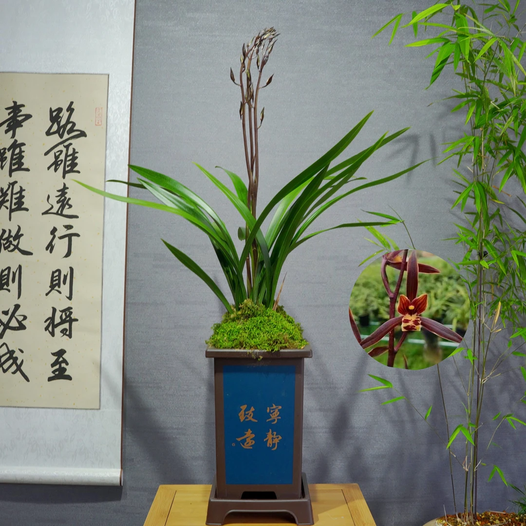 兰花[香香]带花苞浓香型带国风盆种好勤花勤芽好养易活