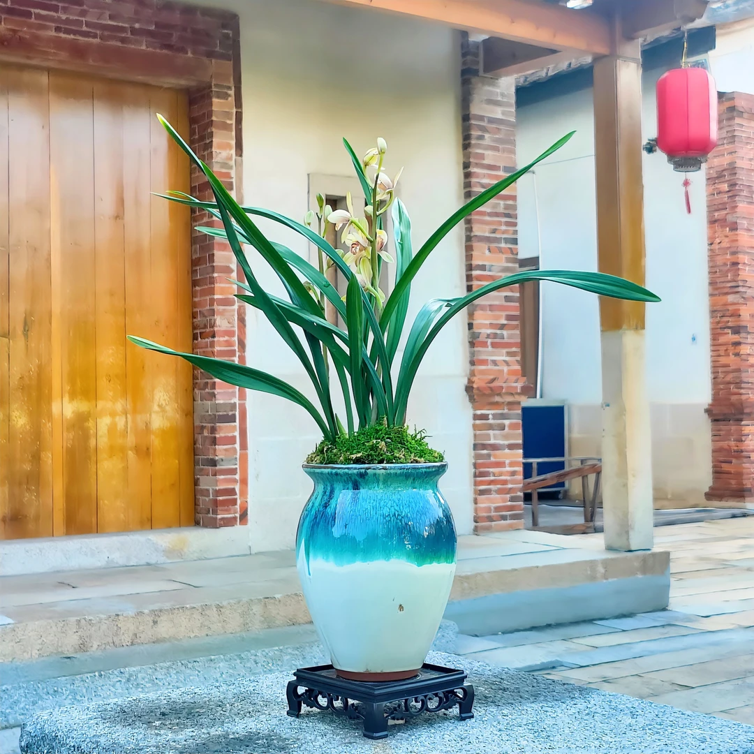 亏米宠粉带花苞建兰君荷盆栽花卉绿植物浓香好养易活