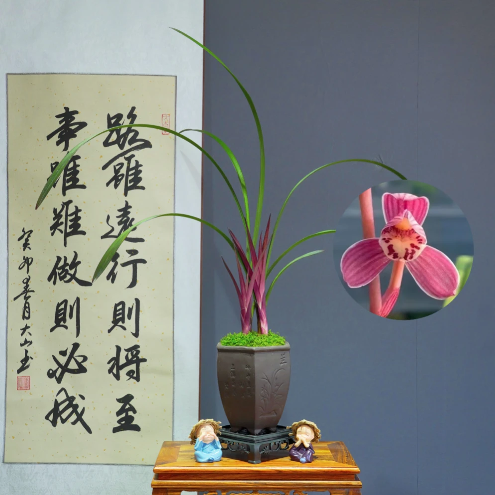 兰花[大红草红荷]带六方兰花陶瓷盆种好好养活浓香型