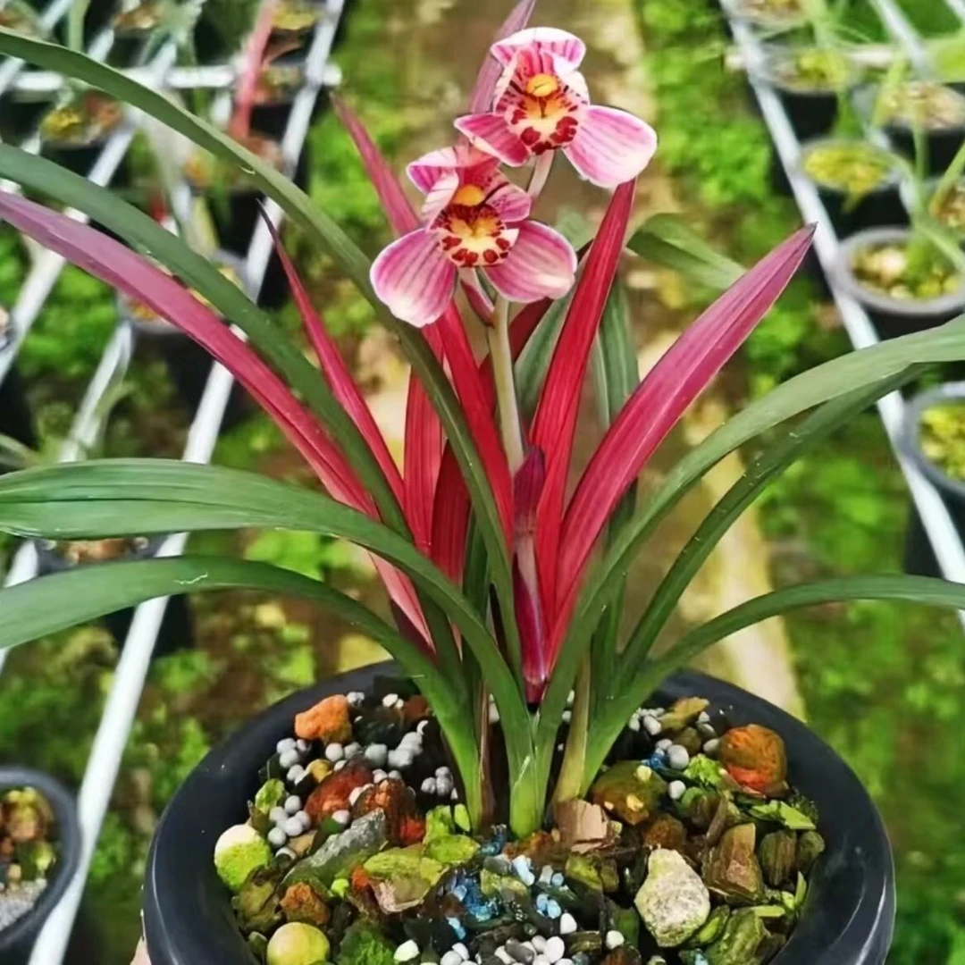 红草红荷-下个月开花-开花农香好养名贵兰花漂亮适宜花色种植
