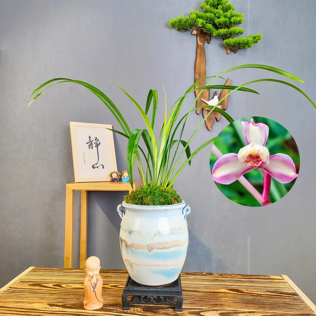 [花仙子]建兰带瓷盆种好浓香好养花卉绿植盆栽桌面兰