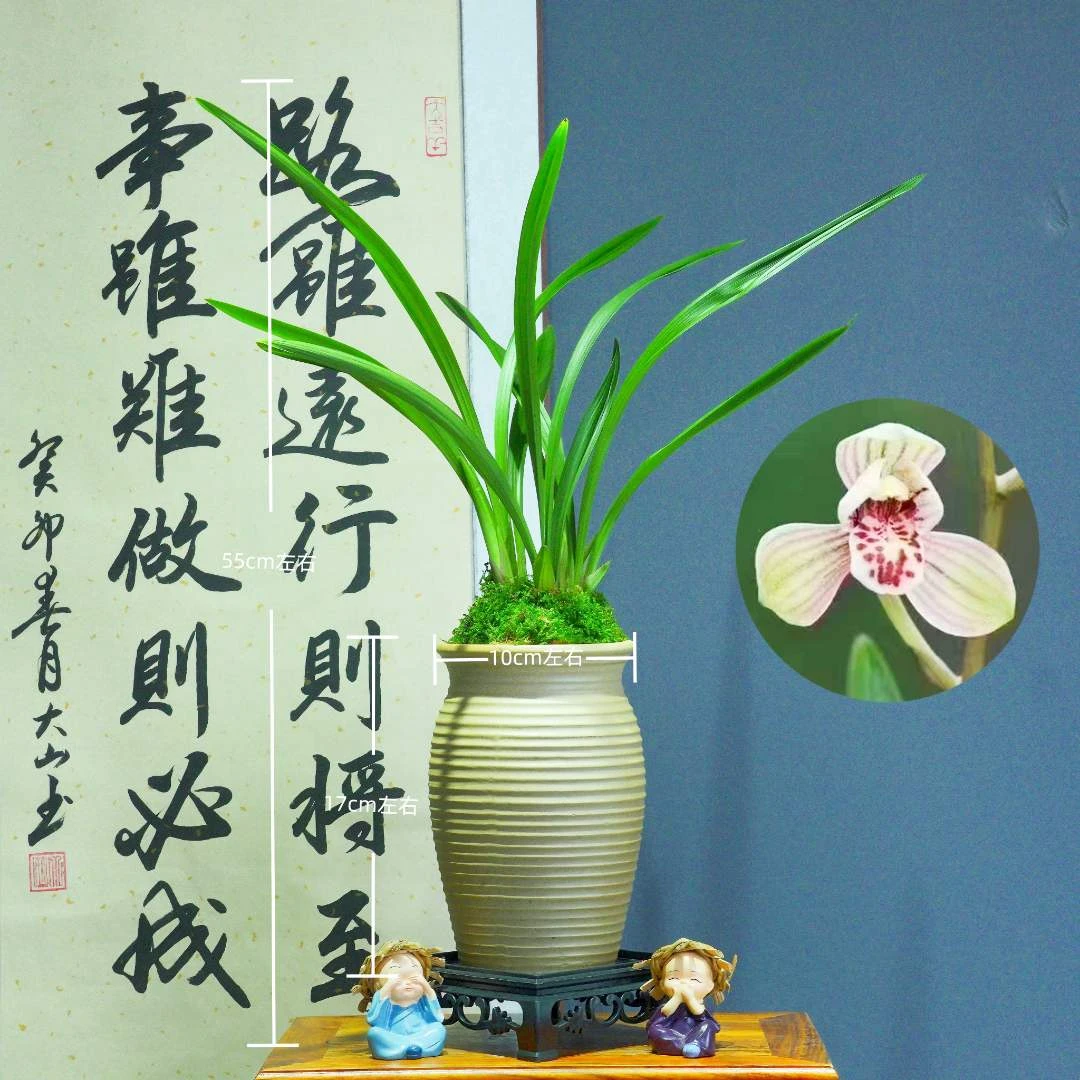建兰铭品[君荷]带奶白色陶瓷盆种好适合新手好养易活