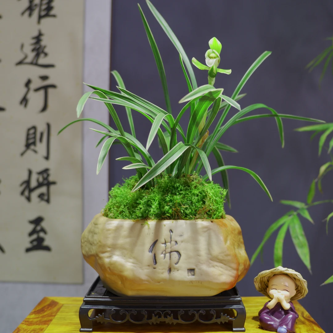 兰花春兰[雪山天]浓香型梅瓣花经典品种带佛字陶瓷盆种好