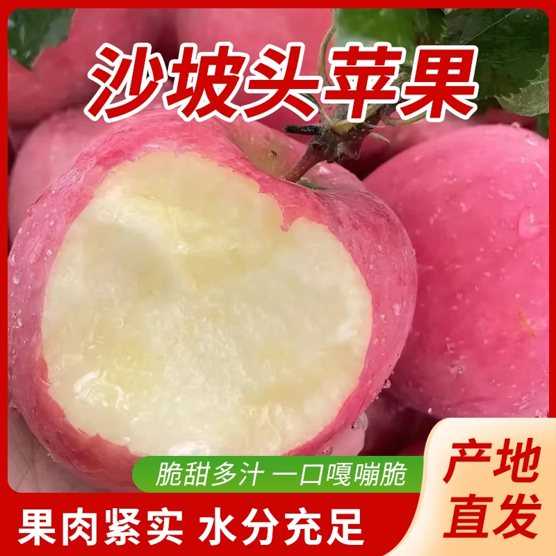 【24年新果当季现摘沙坡头苹果】绯红如霞脆甜多汁果香浓郁