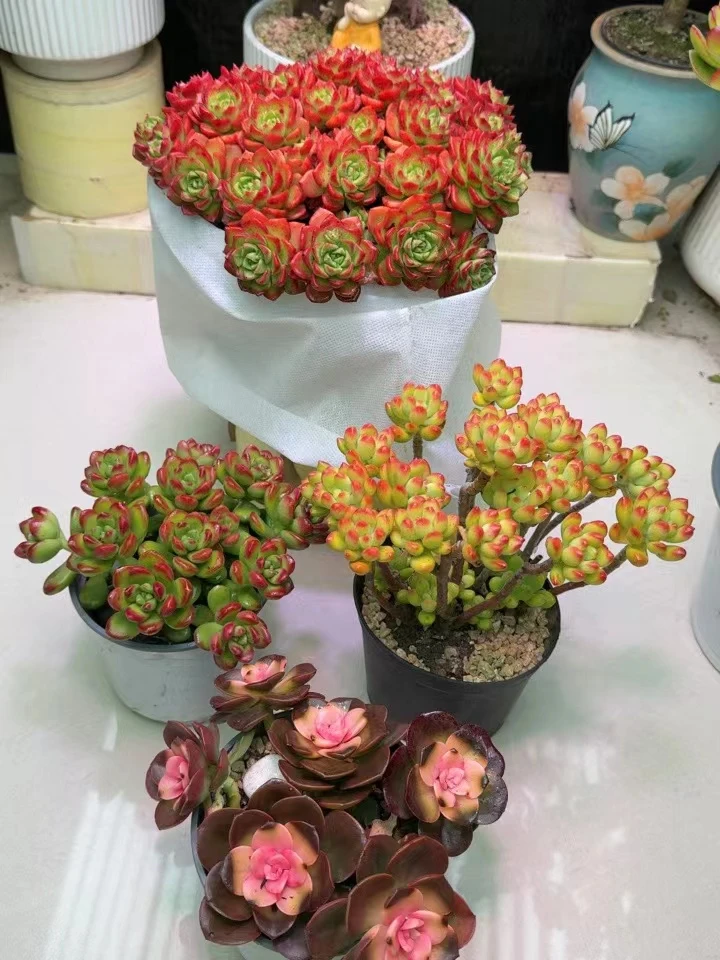 【好运连连】蒂亚+香豆子+巧克力锦+春萌  好看好养  多肉植物
