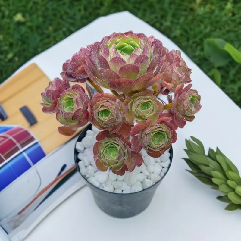 【度夏必备】大号老桩鸡蛋玫瑰法师 莫奈花园风 绿植盆栽 多肉植物
