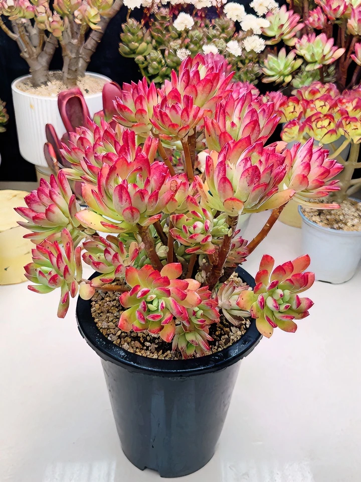 大号沙漠红玫瑰 四季长红耐寒耐旱五年老桩多肉植物