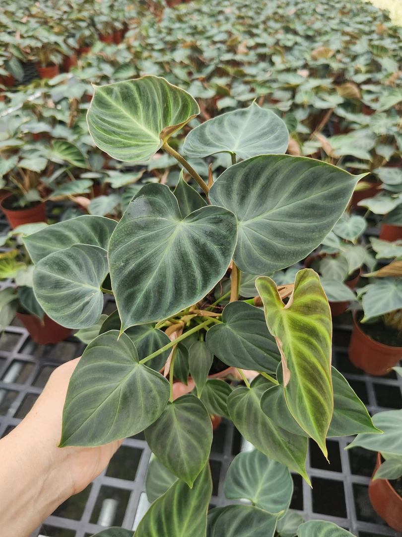 荷兰荧光蔓绿绒盆栽多年生绿植可爬藤攀附常绿观叶植物美观前台