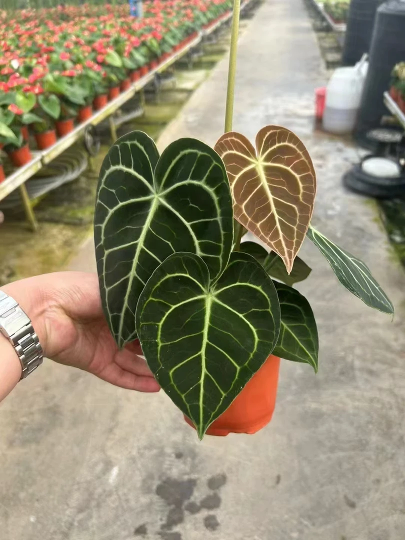 克莱恩水晶花烛ins热植盆栽铜锣烧哥伦比亚心形叶片进口植物