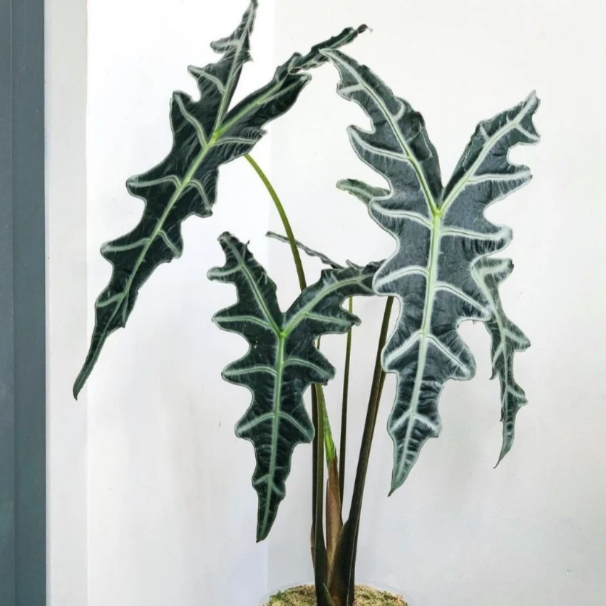 诺比海芋ins风网红进口绿植盆栽室内阳台观叶夏季窗台美观