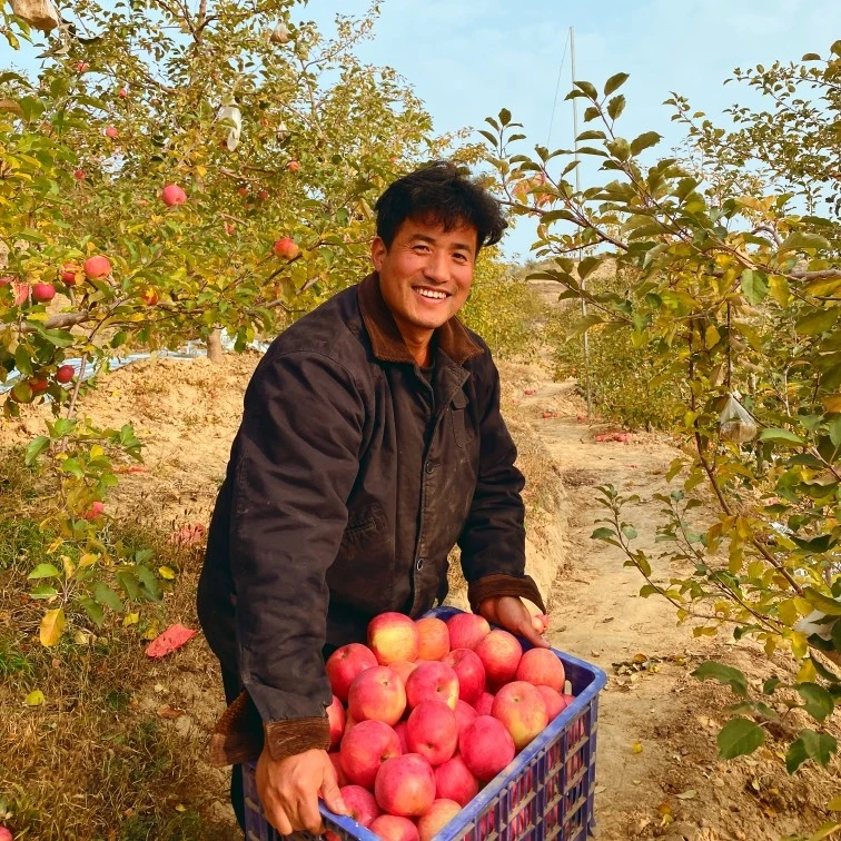 陕北佳县红富士苹果孕妇小孩营养脆甜多汁现摘发坏果包赔2/5/10斤