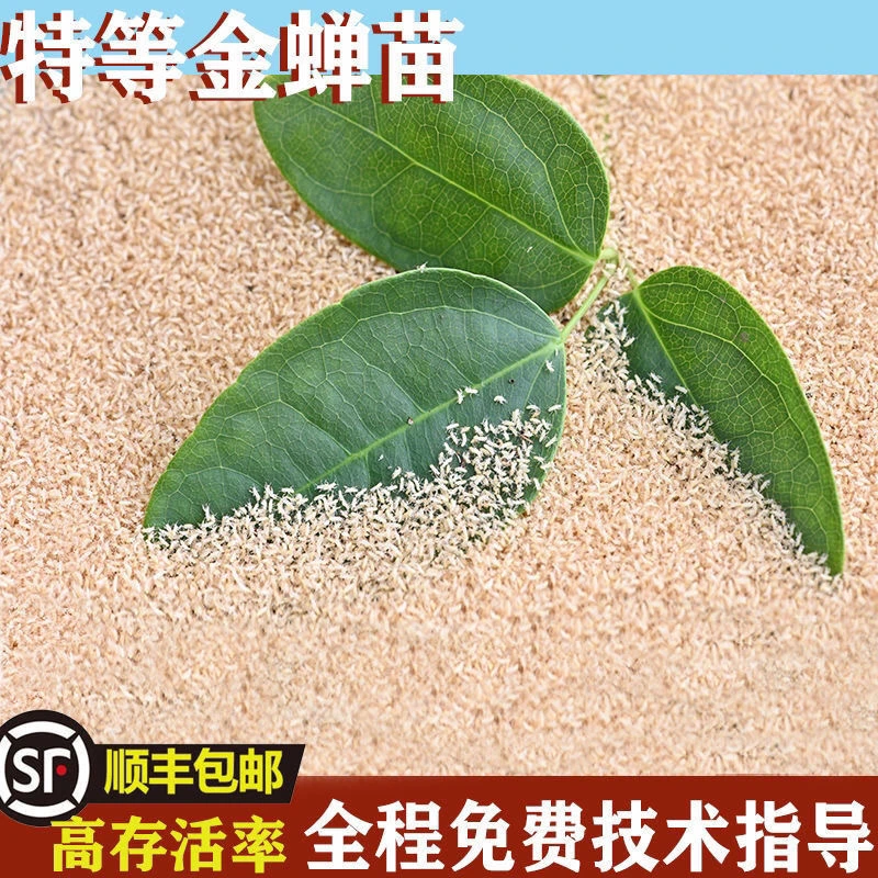 十年金蝉养殖基地优质金蝉幼苗知了猴幼苗批发爬叉幼苗种子金蝉苗