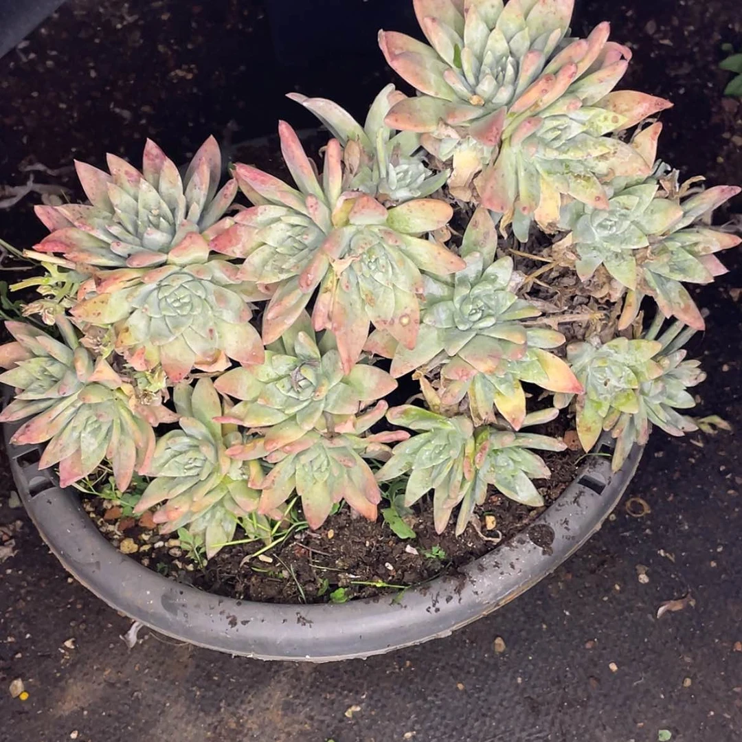 【闪购商品】白菊苹果叶