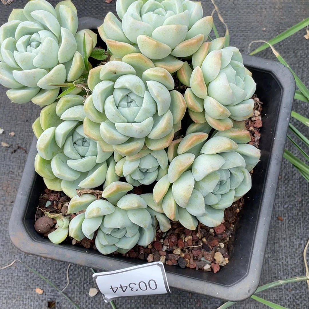 【闪购商品】阳*&泡沫发货