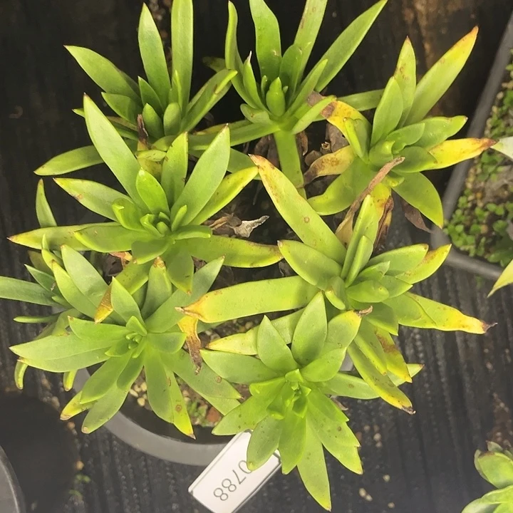 忝****禹帕默瑞老庄多头10788