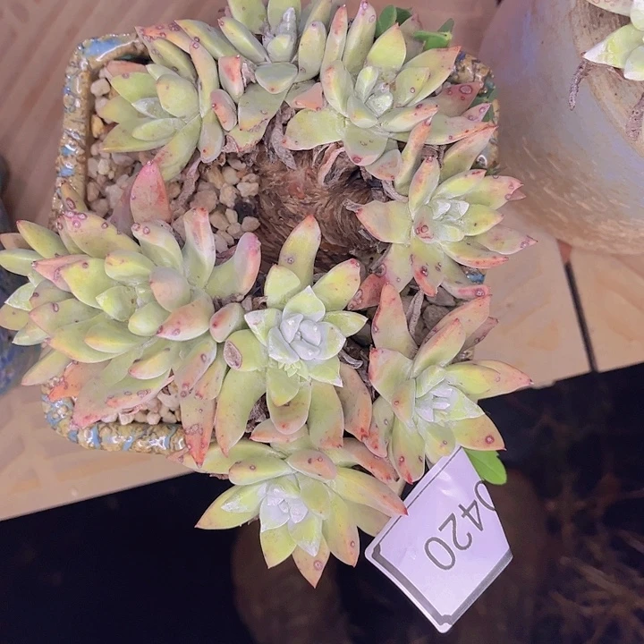 豆***.诺马苹果叶杂交20420