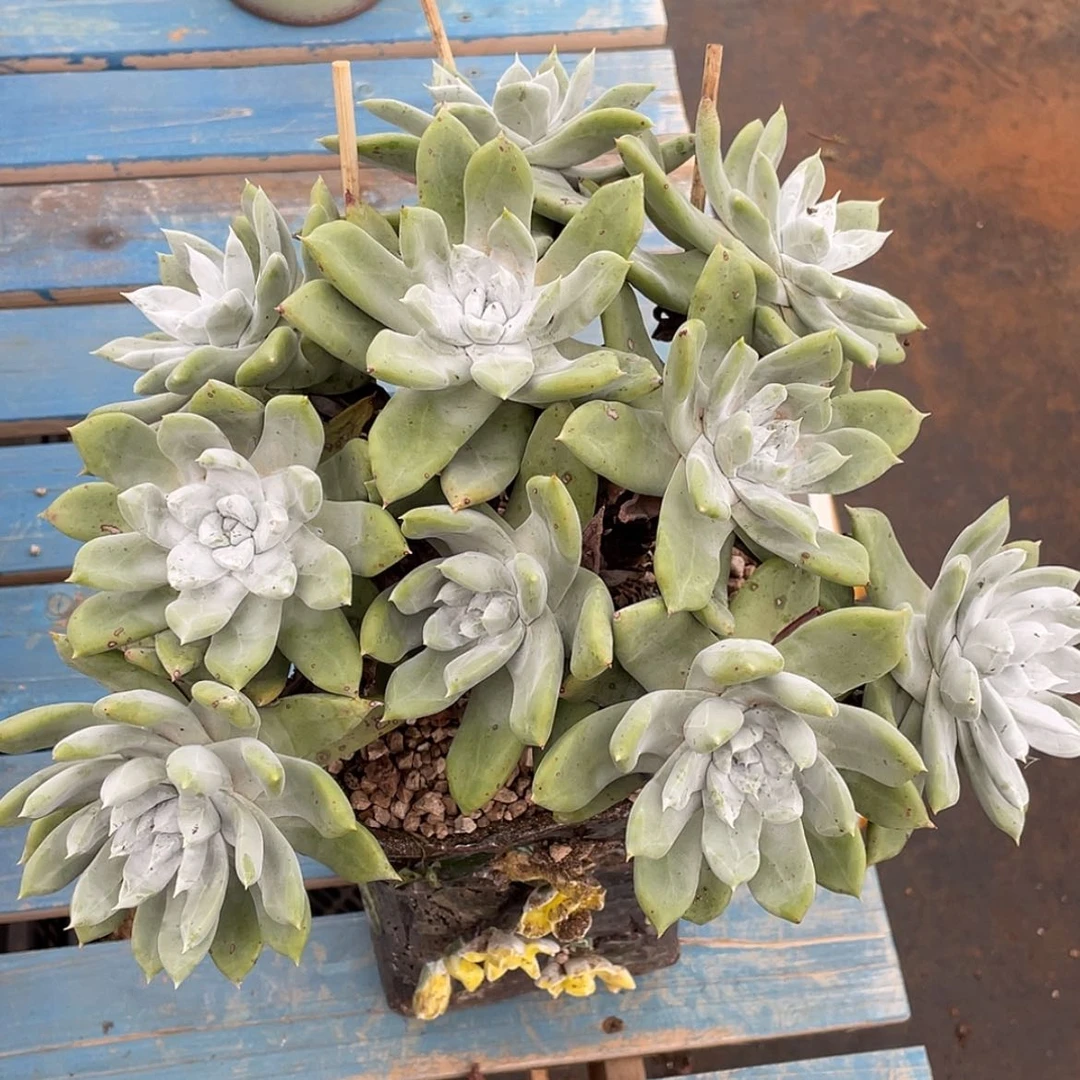 【闪购商品】帕翠莎老庄