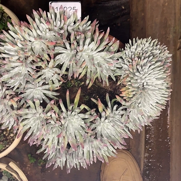 荣****厂雪花老桩群生之0225