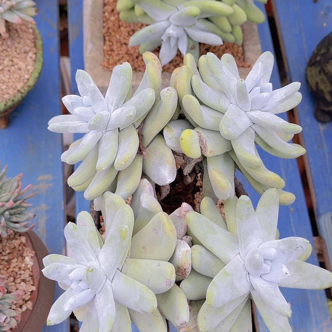 拇指老桩多头群生