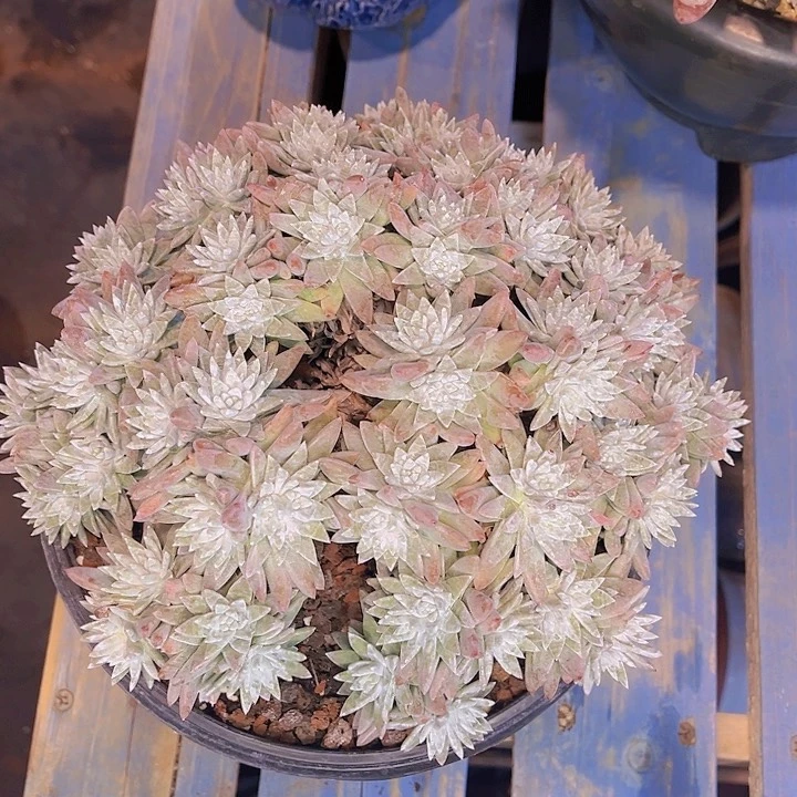 白菊多头老桩群生