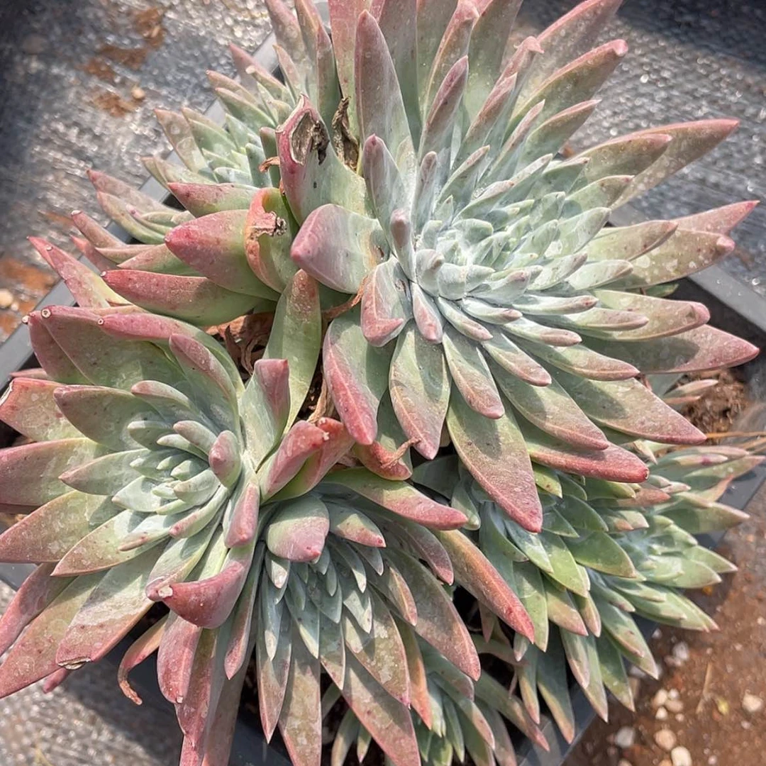 【闪购商品】白菊苹果叶