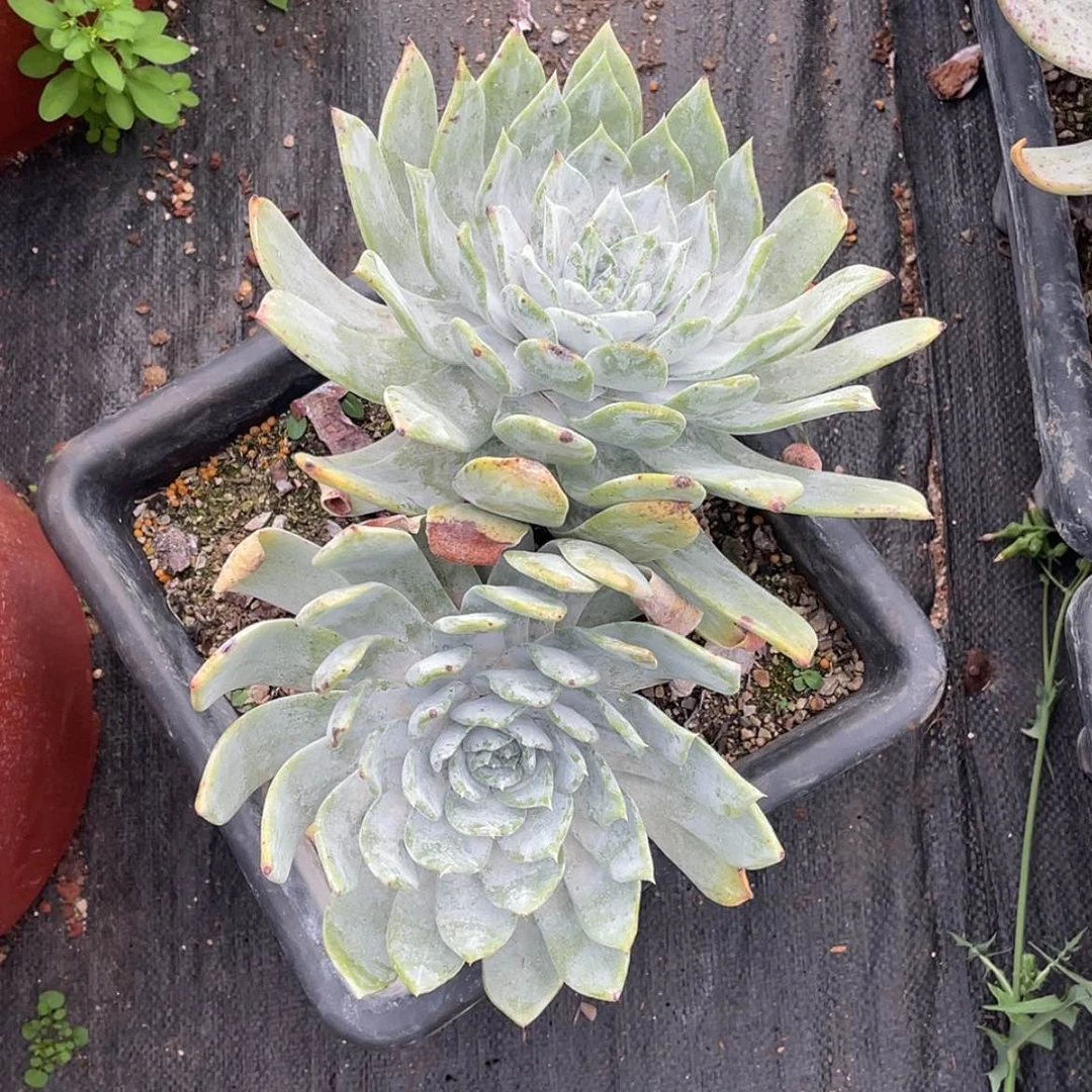 【闪购商品】多****…牡丹苹果叶