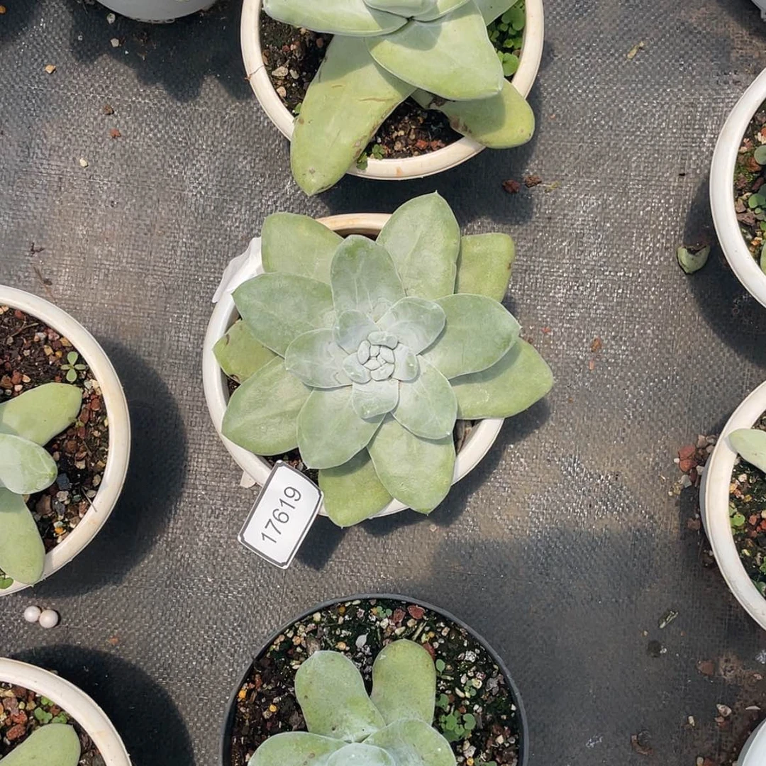 【闪购商品】山*间