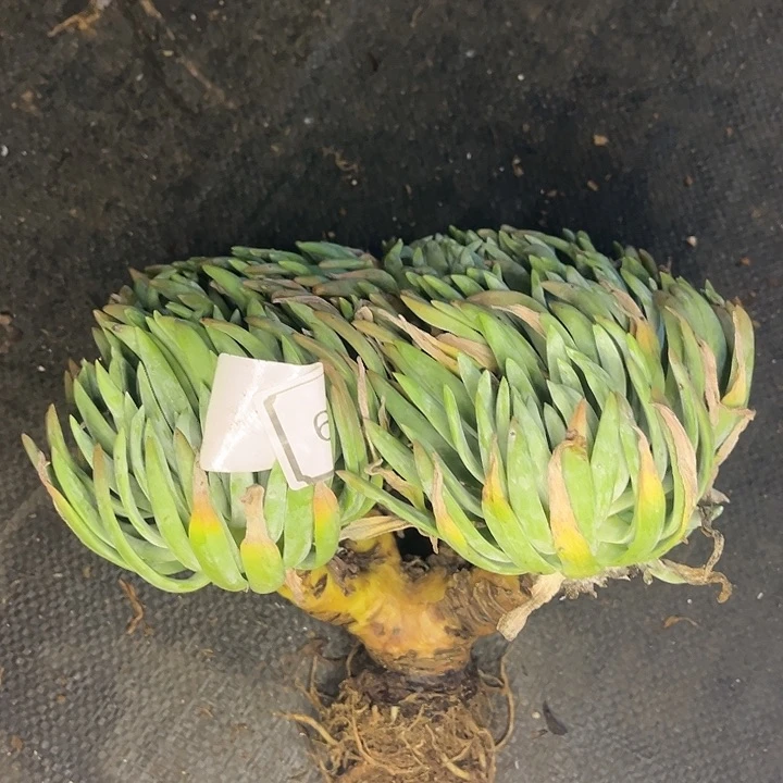 旭***7海瑟老庄多头1039