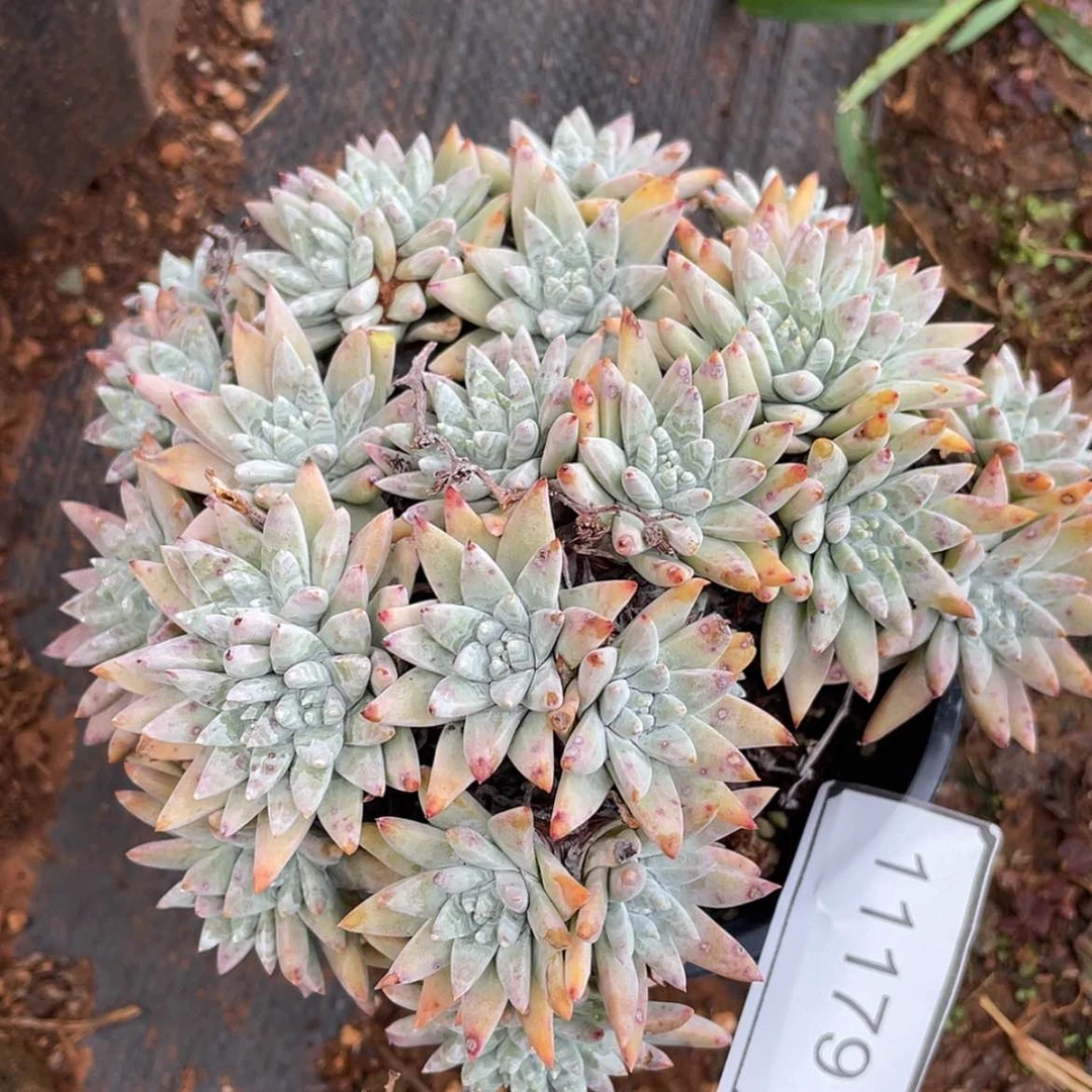 【闪购商品】白菊多头