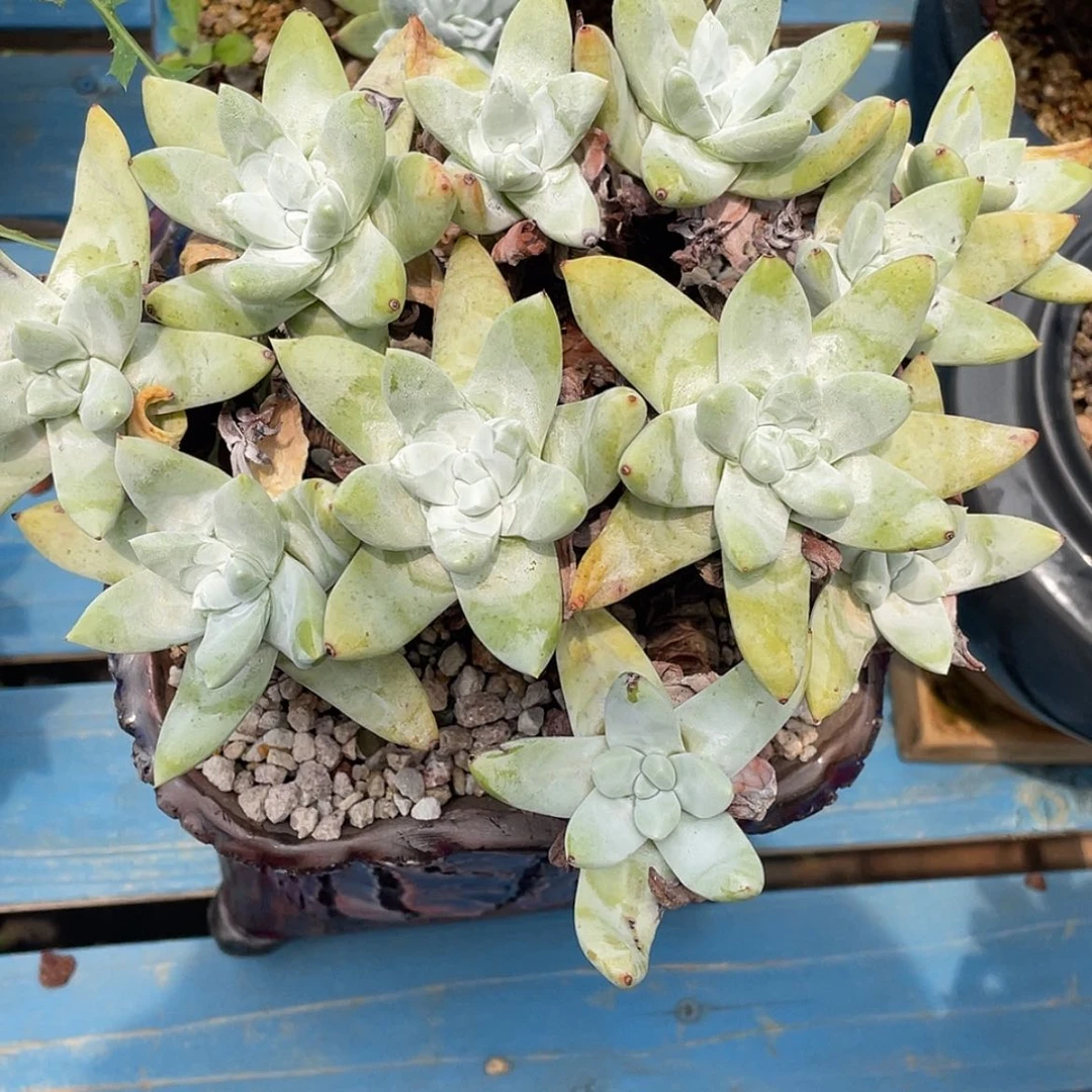 【闪购商品】带盆包物流