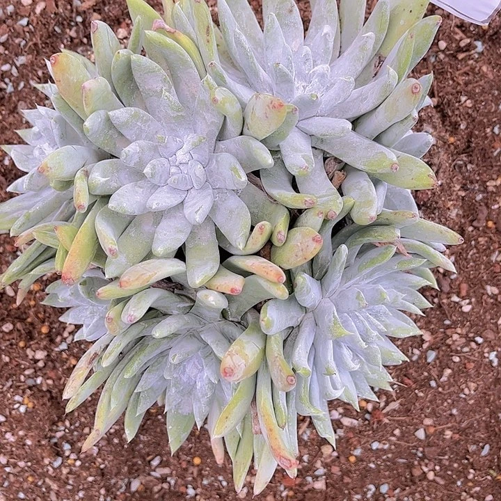 半****沙拇指杂交多头老庄群生